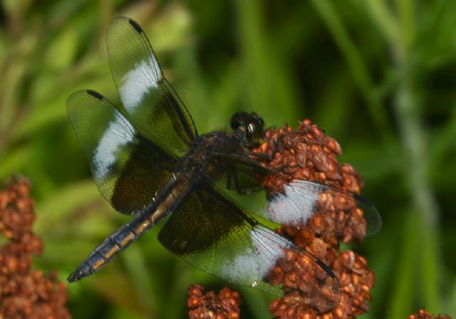 Libellula luctuosa Libellulidae