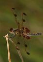 calico_pennant4506
