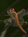 spot-winged_glider697