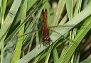 sympetrum4382