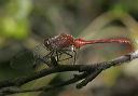 sympetrum4743