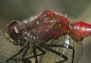 sympetrum_detailed4743