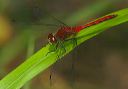 sympetrum_sp151