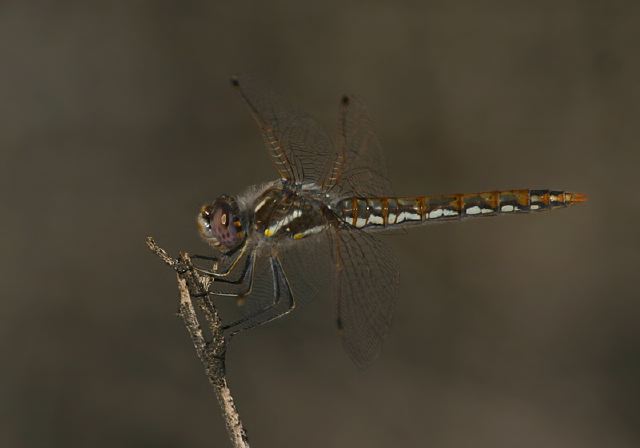 Sympetrum corruptum Libellulidae