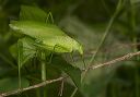 katydid447