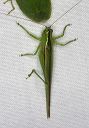 katydid_1655