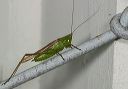 slender_meadow_katydid505