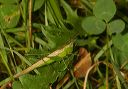 slender_meadow_katydid931