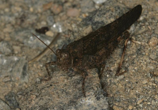 Trimerotropis verruculata Acrididae