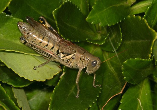 Melanoplus differentialis Acrididae