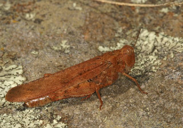 Dissosteira carolina Acrididae