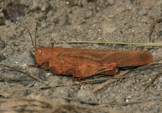 Dissosteira carolina Acrididae