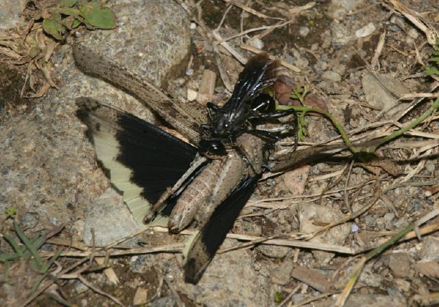 Dissosteira carolina Acrididae