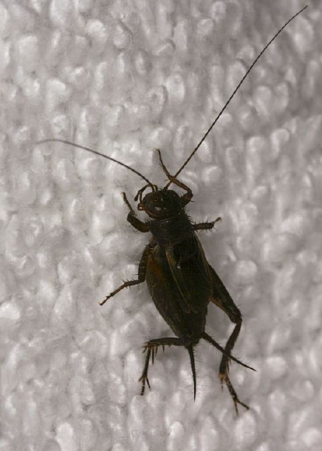 Gryllus pennsylvanicus Gryllidae