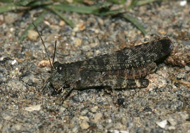 Trimerotropis verruculata verruculata Acrididae