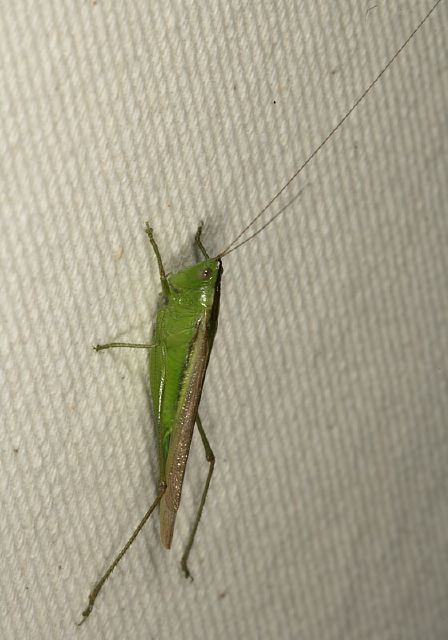 Conocephalus sp. Tettigoniidae