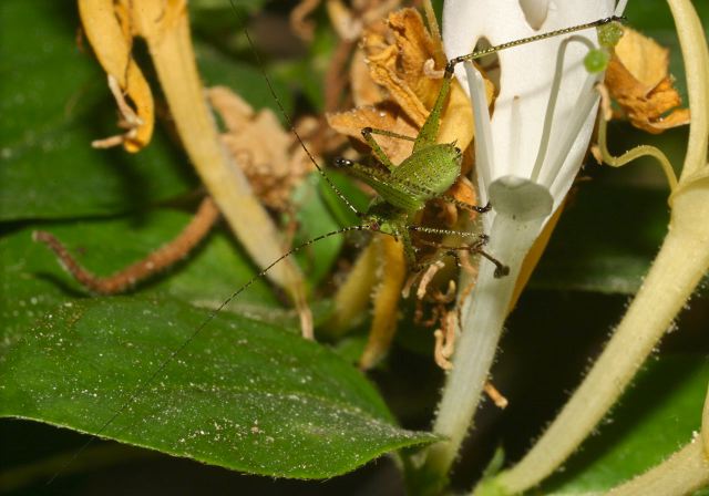 Scudderia sp.? Tettigoniidae