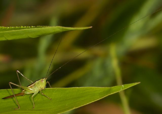 Conocephalus sp. Tettigoniidae