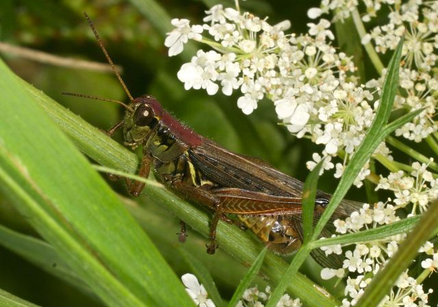 Melanoplus femurrubrum Acrididae