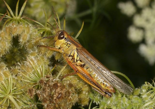 Melanoplus femurrubrum Acrididae