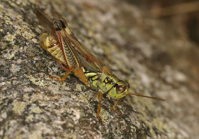 Melanoplus femurrubrum Acrididae