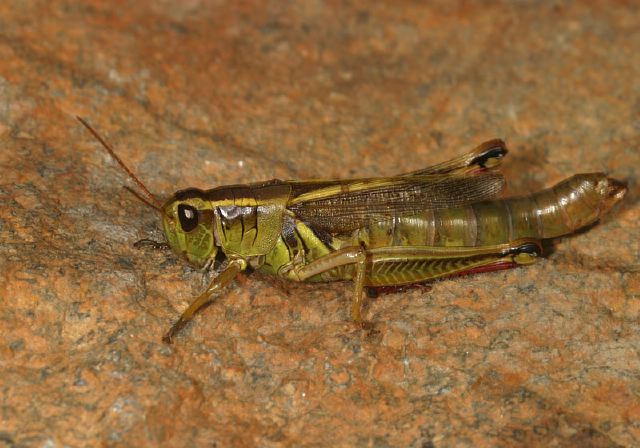 Melanoplus bivittatus Acrididae