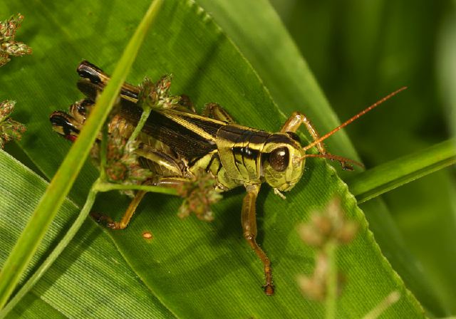 Melanoplus bivittatus Acrididae