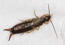 earwig_2217