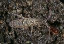 orchesella_villosa7834