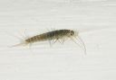 silverfish3786