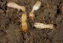 termites_6294