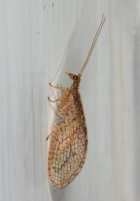 Micromus posticus Hemerobiidae