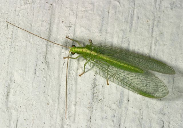 Chrysoperla sp. Chrysopidae