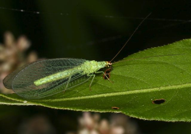 Chrysopa ornata Chrysopidae