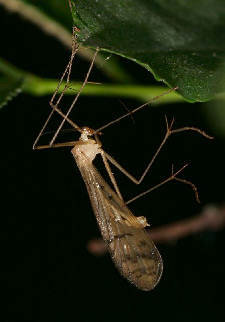 Bittacus sp. Bittacidae