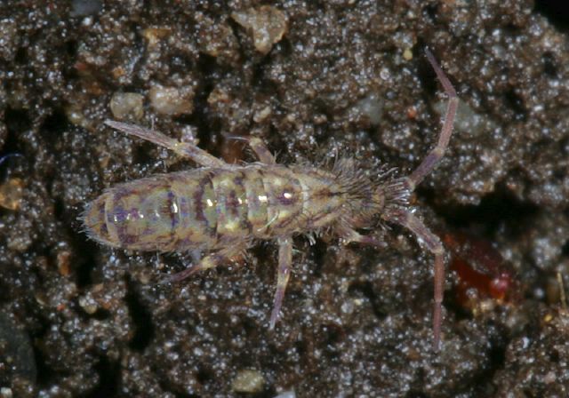 Orchesella villosa Entomobryidae