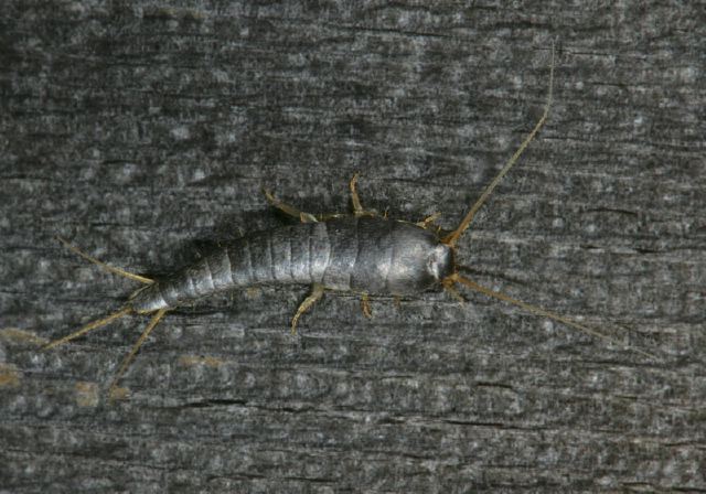 Lepisma saccharina Lepismatidae