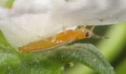 Frankliniella tritici? Thripidae