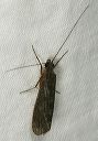 caddisfly0811