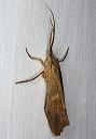 caddisfly_1404