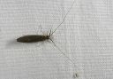 caddisfly_9722