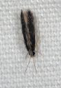 micro-caddisfly1143