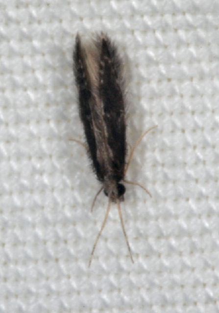   Hydroptilidae