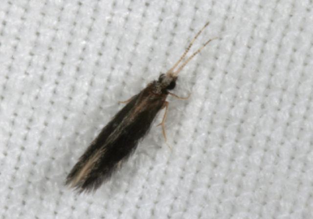   Hydroptilidae