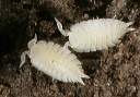 isopod7824