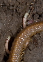 millipede_6351