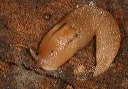 slug_047