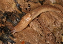 slug_062