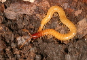 soil_centipedes970