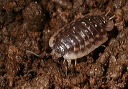 wood_louse070